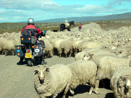 Sheep farming